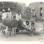 Donated-Cow-in-1966