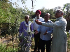 Subash palekar, Krishan Jhakhar and Scienetist Varinder singh expalining about a speical tree which cure all problems